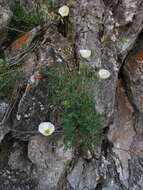 Image of Papaver popovii Siplivinskii