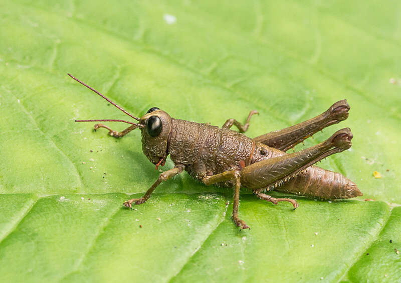 Image de Rhytidochrota risaraldae Descamps & Amédégnato 1973