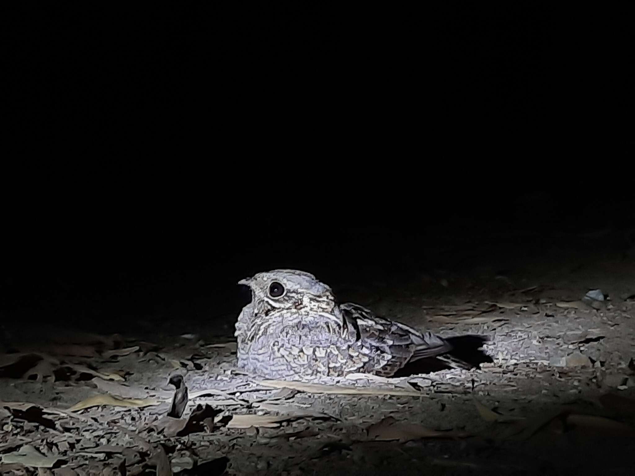 Image of Indian Nightjar