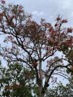 Erythrina falcata Benth. resmi