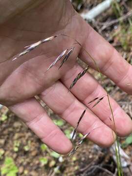 Image of Alaska oniongrass