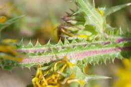 Image of Scolymus grandiflorus Desf.