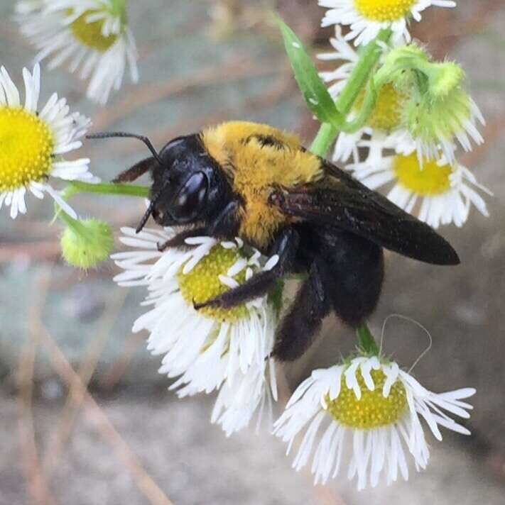 Imagem de Xylocopa appendiculata Smith 1852