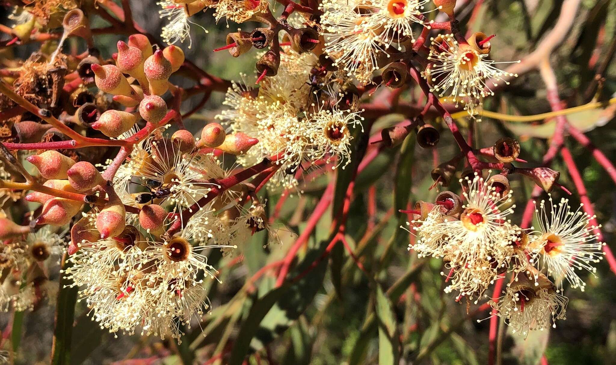 Image of Red Mallee