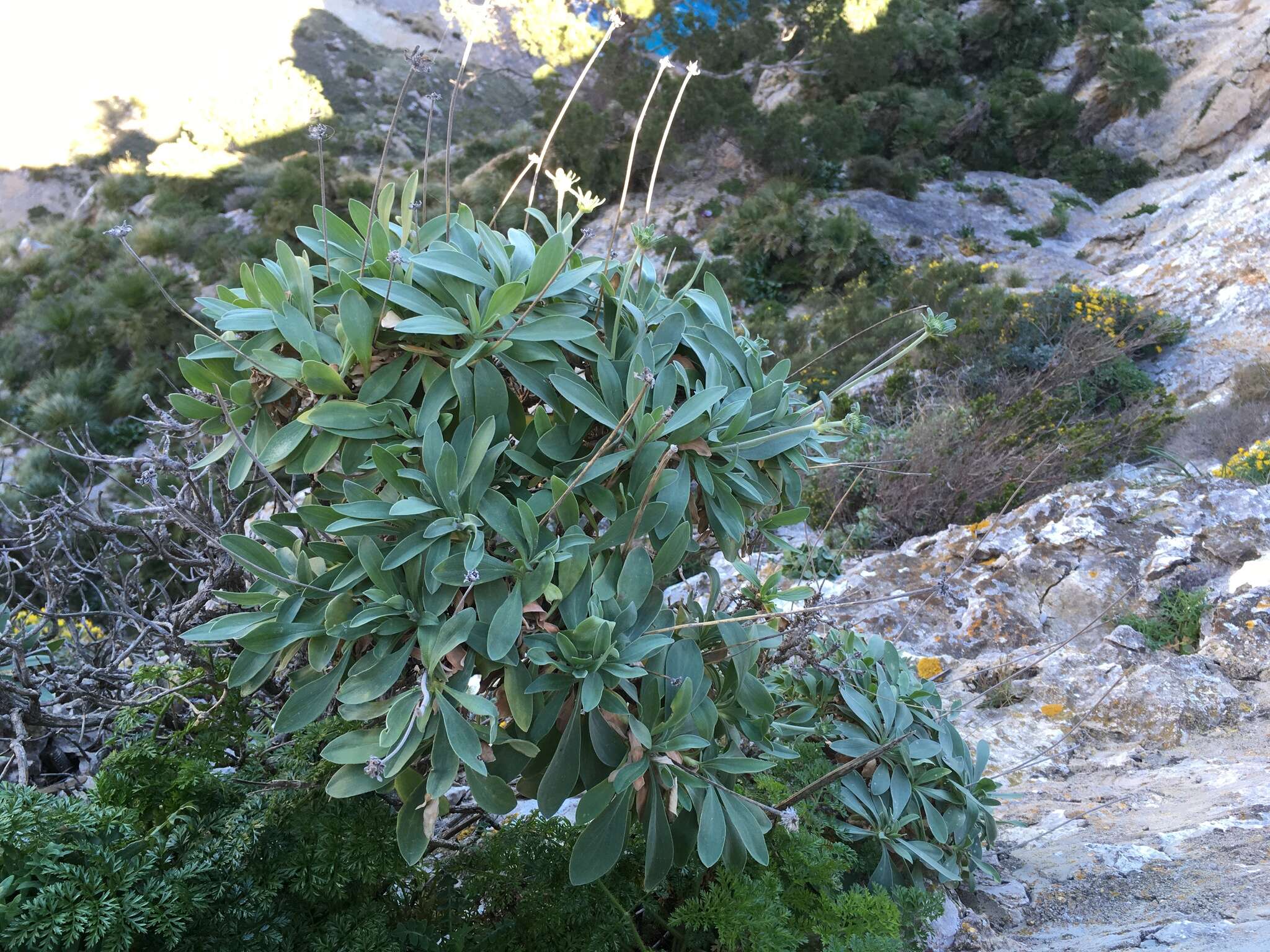 Image of Lomelosia cretica (L.) W. Greuter & Burdet