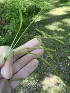 Image of white edge sedge