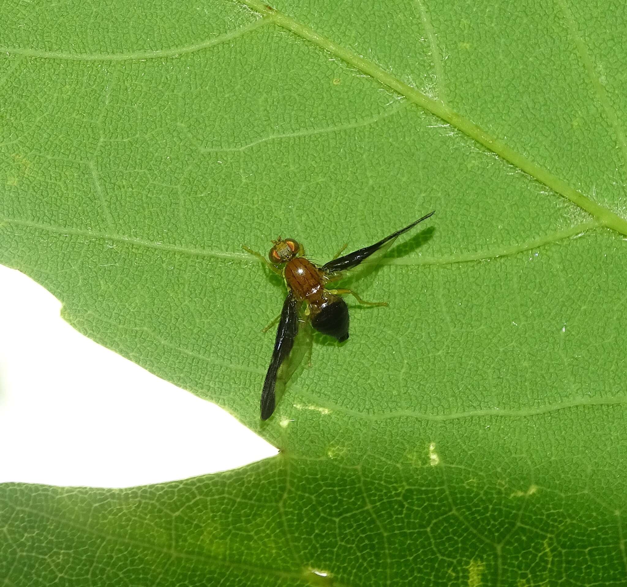 Image of Hemilea dimidiata (Costa 1844)