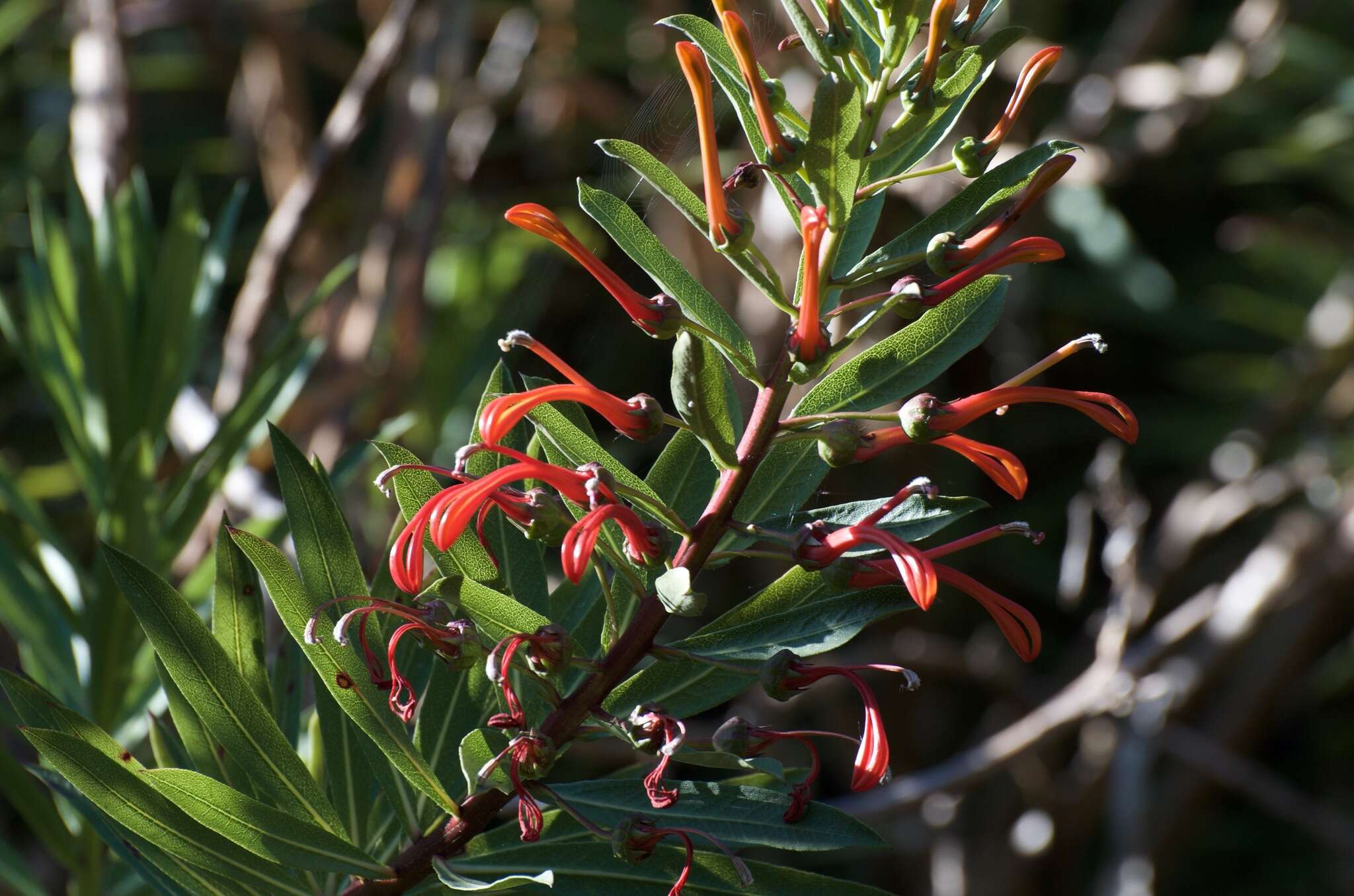 Слика од Lobelia excelsa Bonpl.