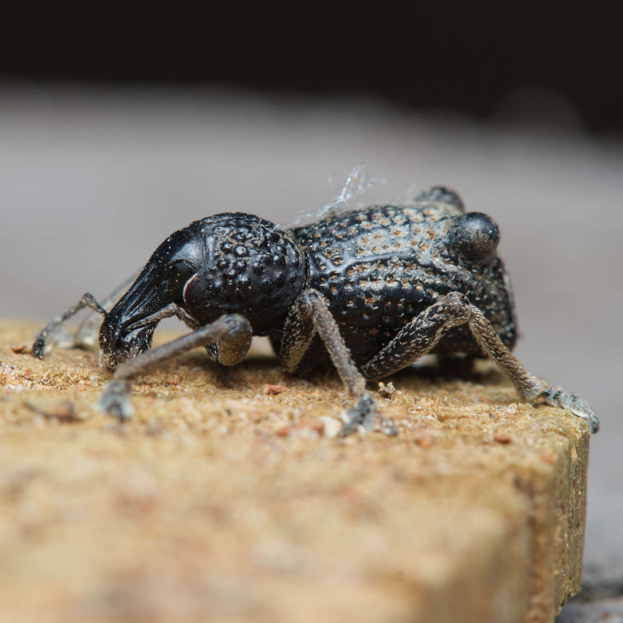 Image of Zymaus binodosus Pascoe 1870