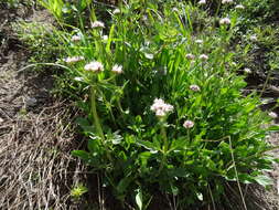 Image of California valerian