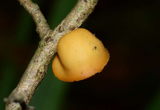 Image of Polyporus epitheloides Nakasone 2015