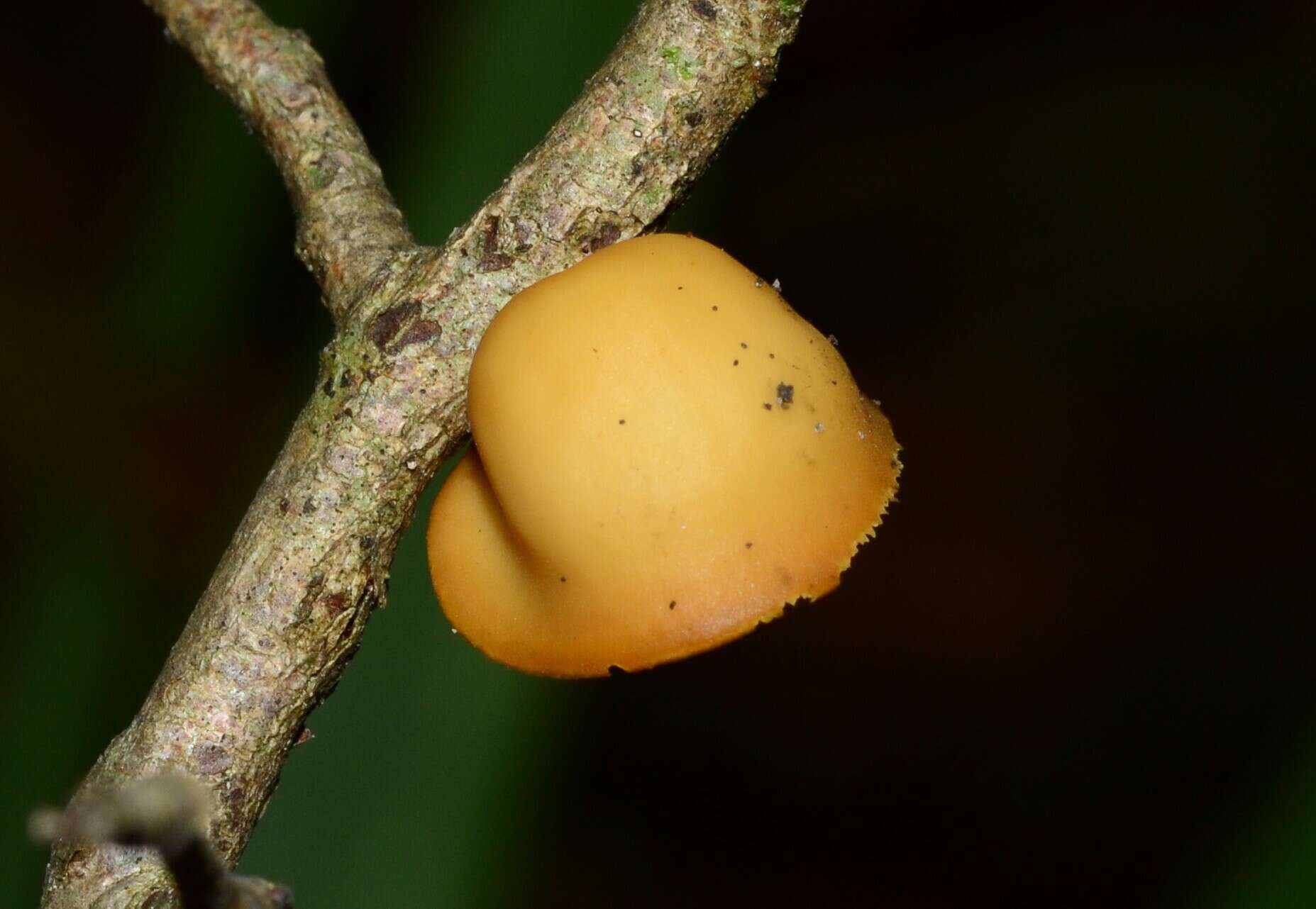 Sivun Polyporus epitheloides Nakasone 2015 kuva