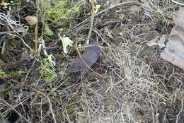 Image of greater white-toothed shrew, house shrew