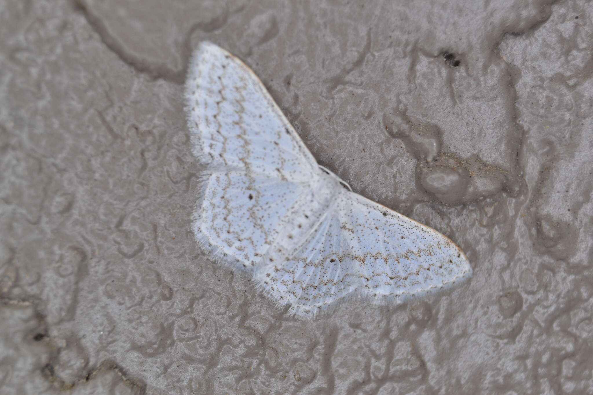 صورة Idaea tacturata (Walker 1861)