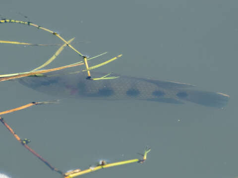 Image de Hemichromis elongatus (Guichenot 1861)