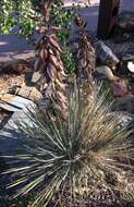 Image of Navajo yucca