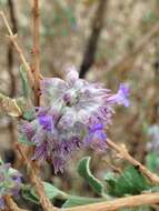 Image of desert lavender