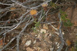 Image of Pteronia elongata Thunb.