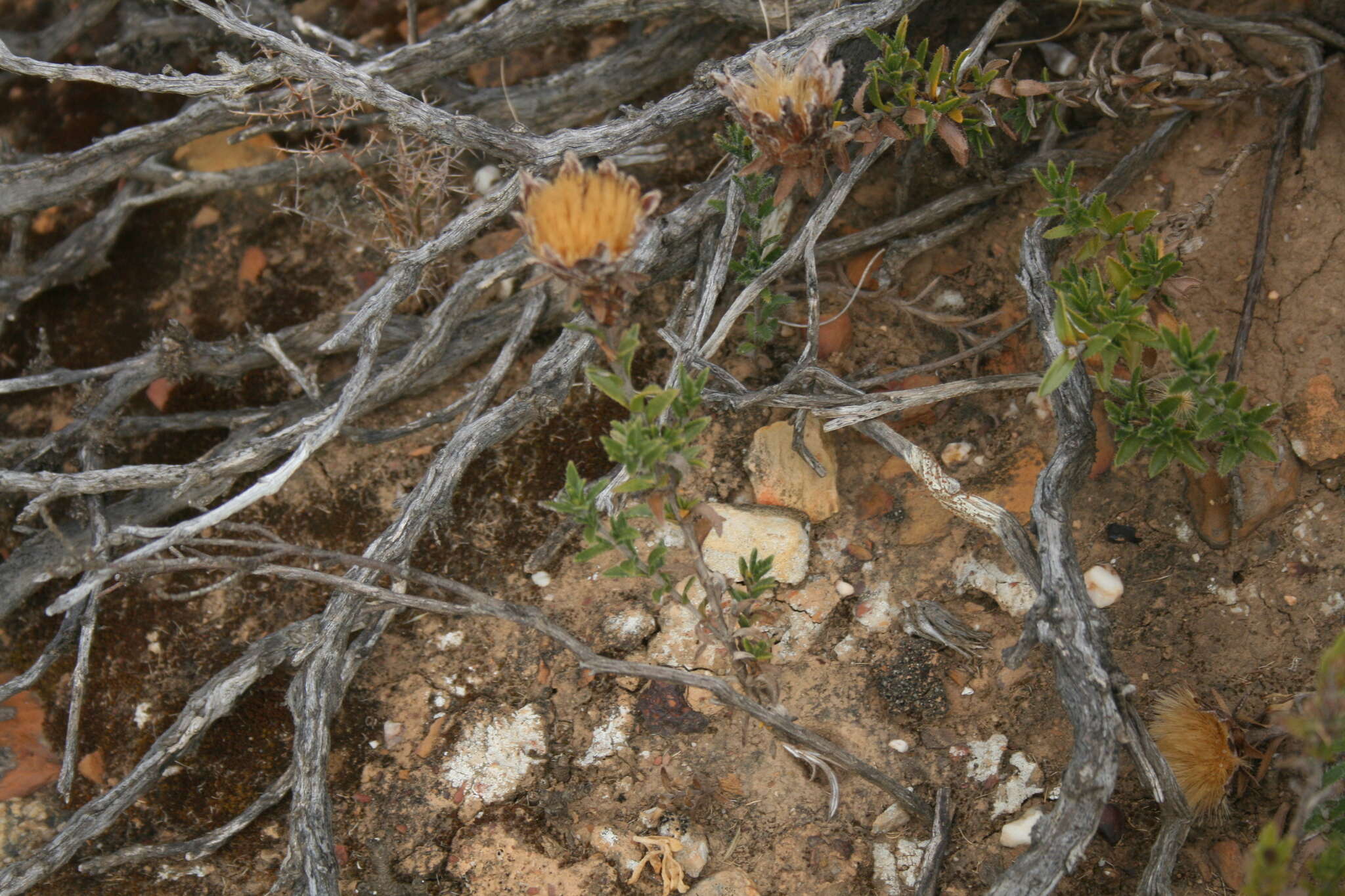 Sivun Pteronia elongata Thunb. kuva