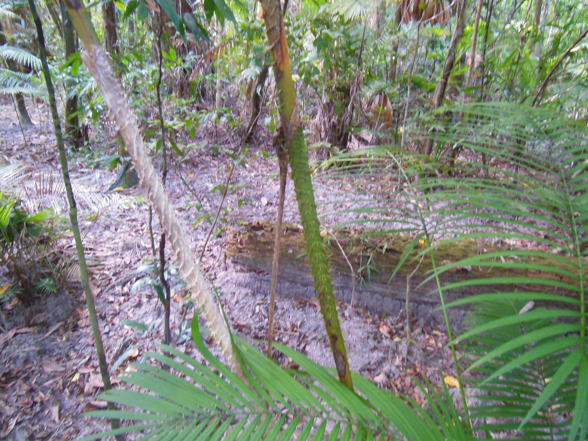 Image of large Lawyer Cane