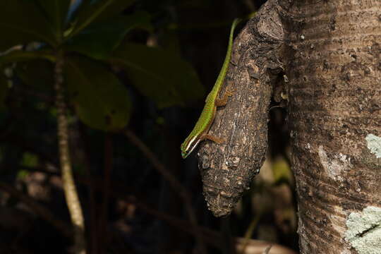 Image of Reunion Island ornate day gecko