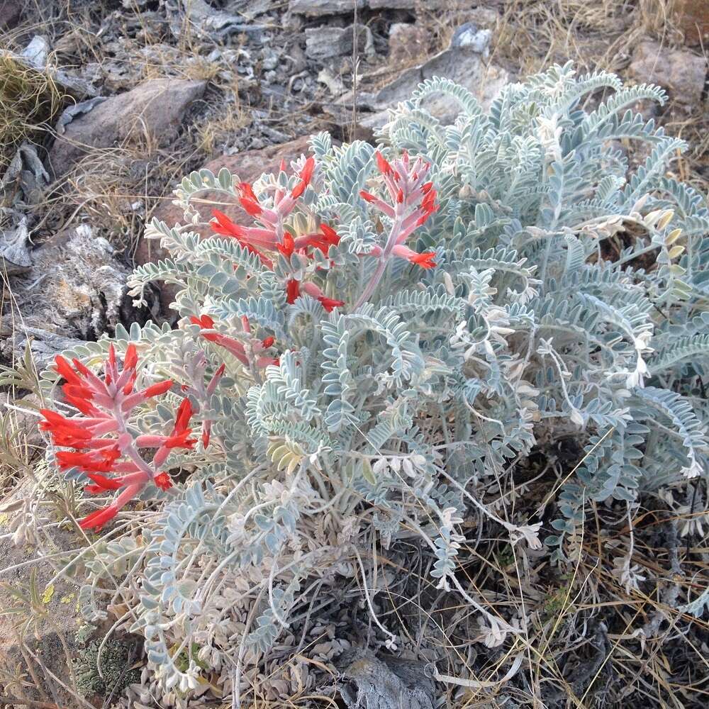 Imagem de Astragalus helleri Fenzl