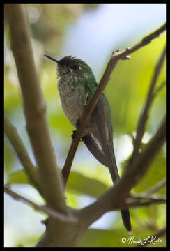 Image of Green-tailed Trainbearer