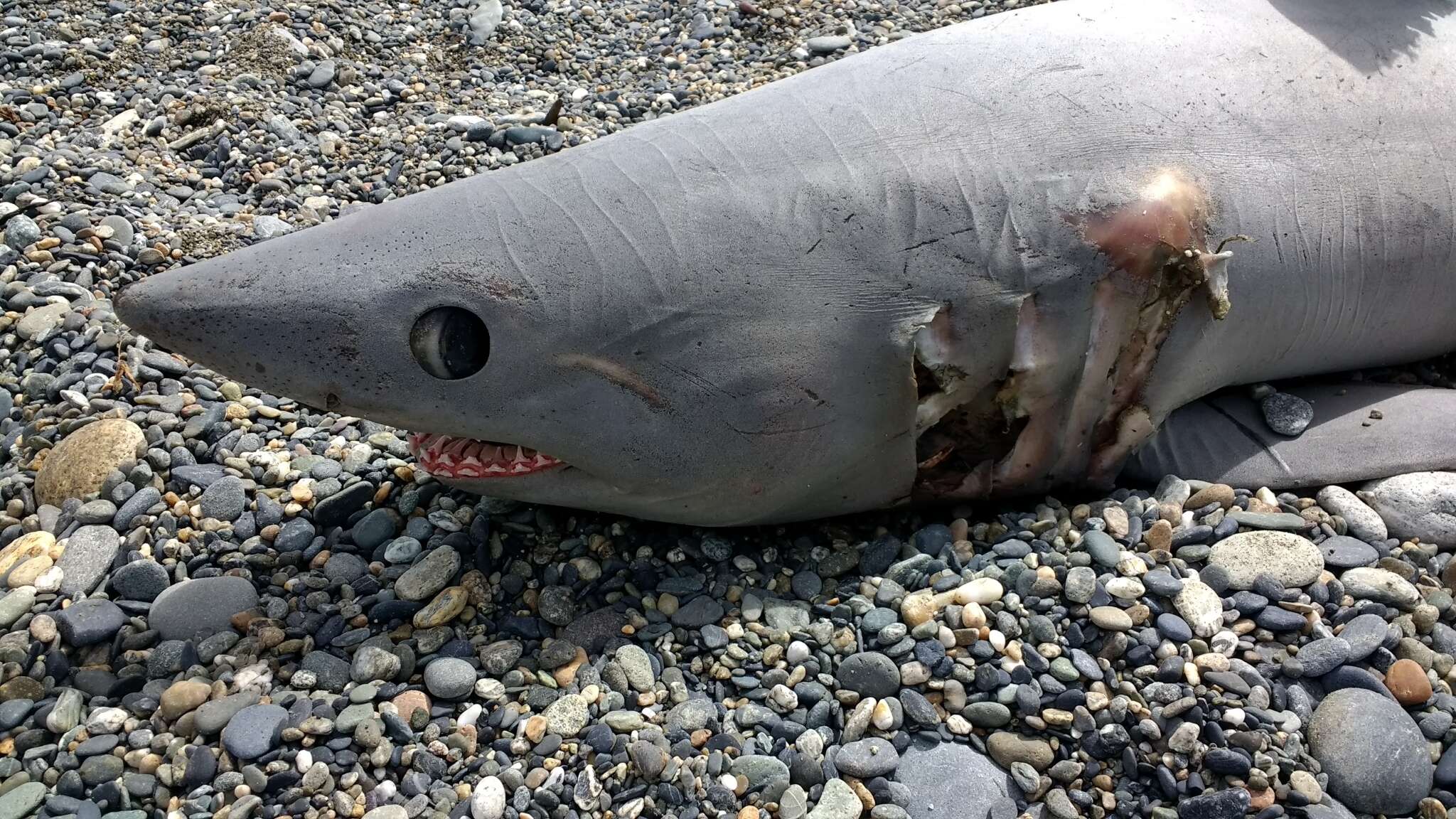 Image of mackerel sharks