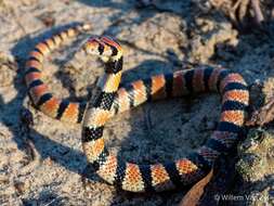 Image of Cape coral snake