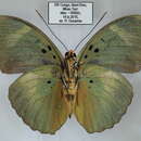 Image of Euphaedra viridicaerulea inanoides Holland 1920