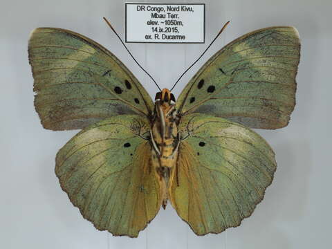 Image of Euphaedra viridicaerulea Bartel 1905