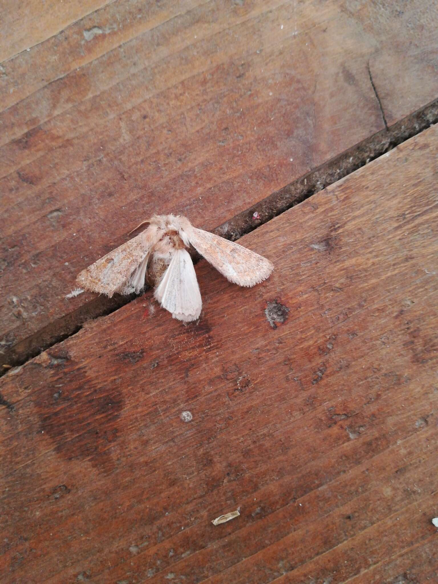 Image of blossom underwing