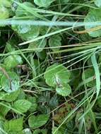 Image of Marsh Pennywort