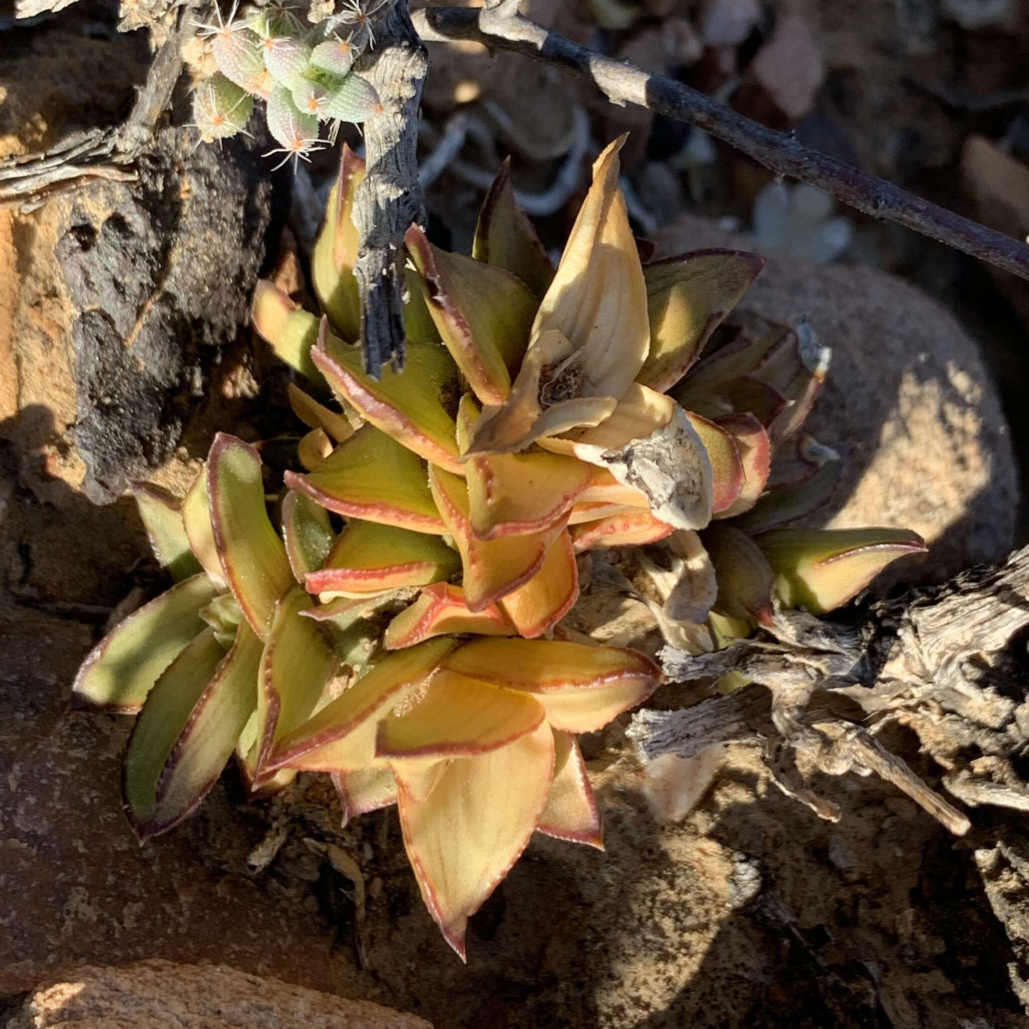 Image of Astroloba spiralis (L.) Uitewaal