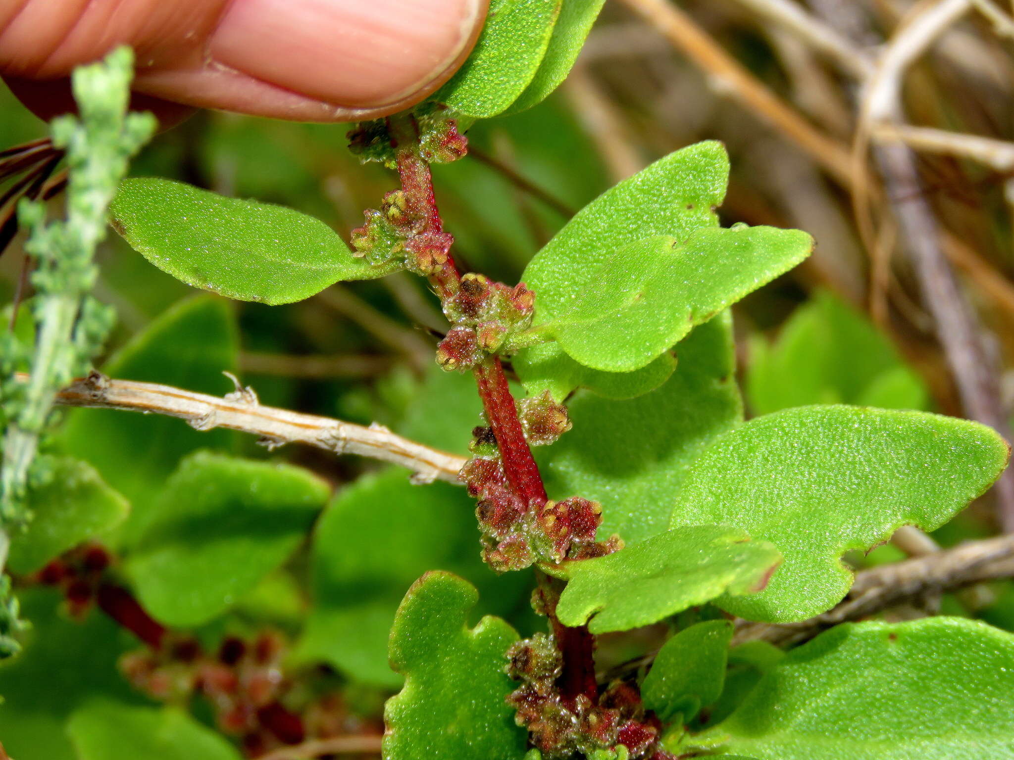 Image of Tetragonia echinata Ait.