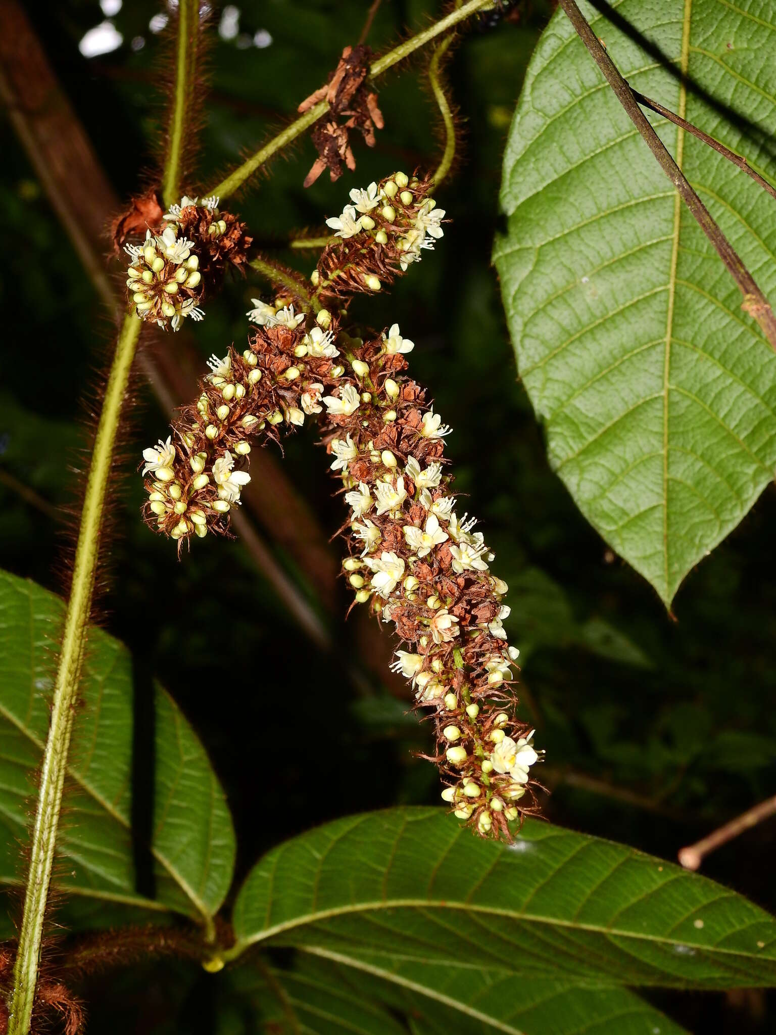 Paullinia rubiginosa Cambess.的圖片