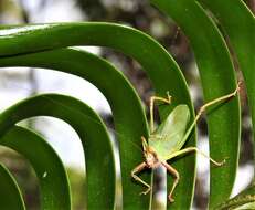 Imagem de Ozphyllum naskreckii Rentz, D. C. F., Y. Su & Ueshima 2007