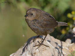 Image of Magellanic Tapaculo