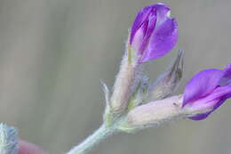 Image of bent milkvetch