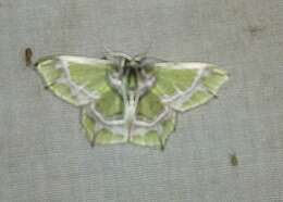 Image of Chloractis pulcherrima Butler 1881