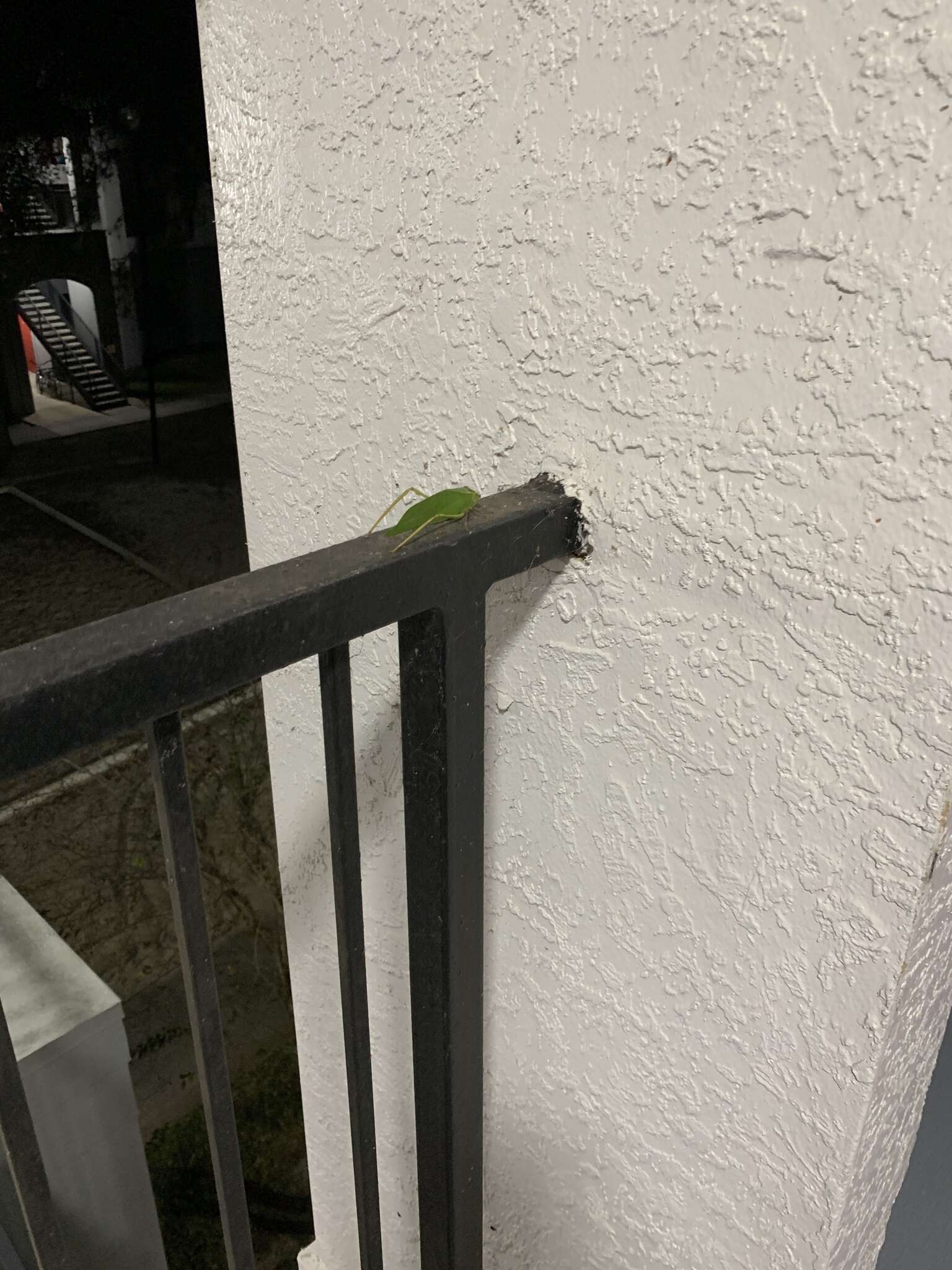 Image of Giant Katydid