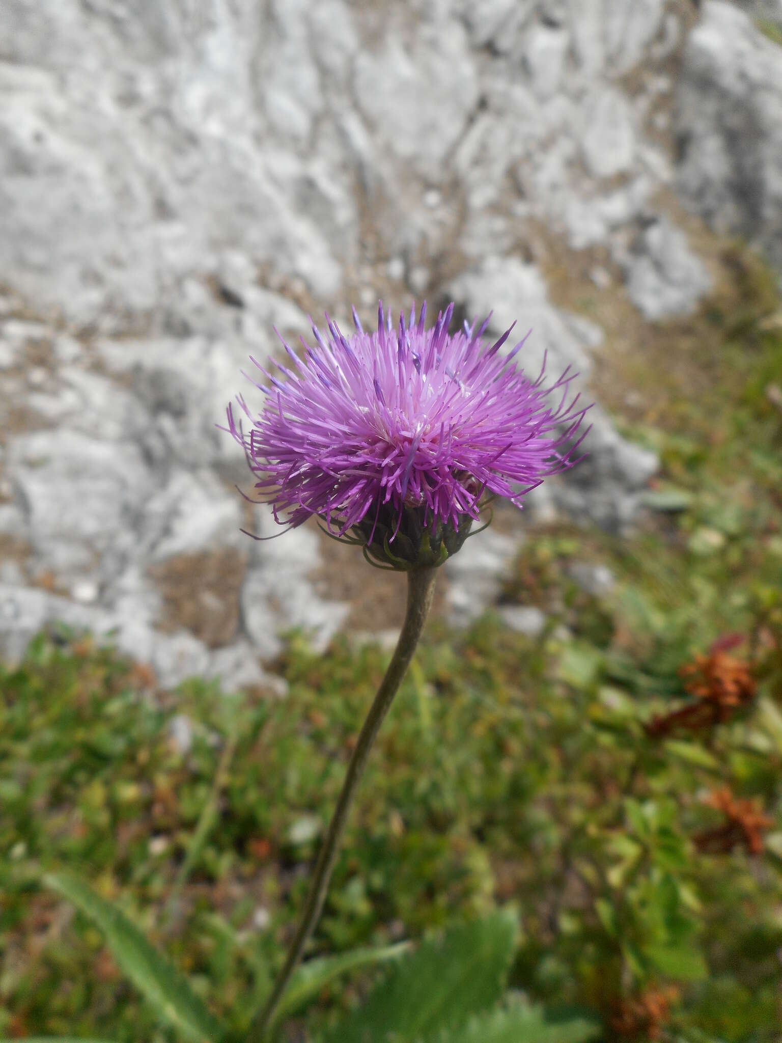 Image of alpine thistle