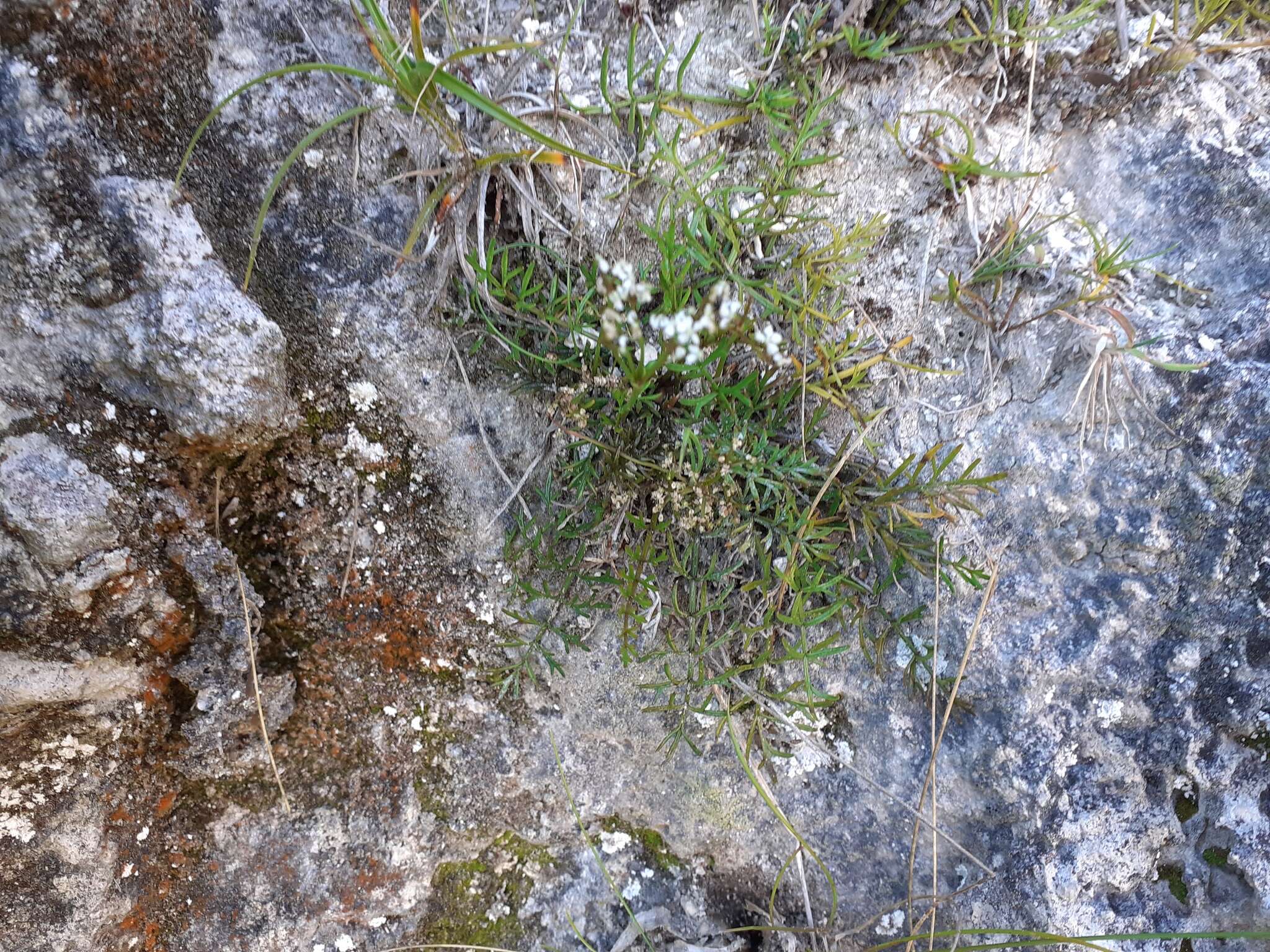 Image of Anisotome brevistylis (Hook. fil.) Cockayne