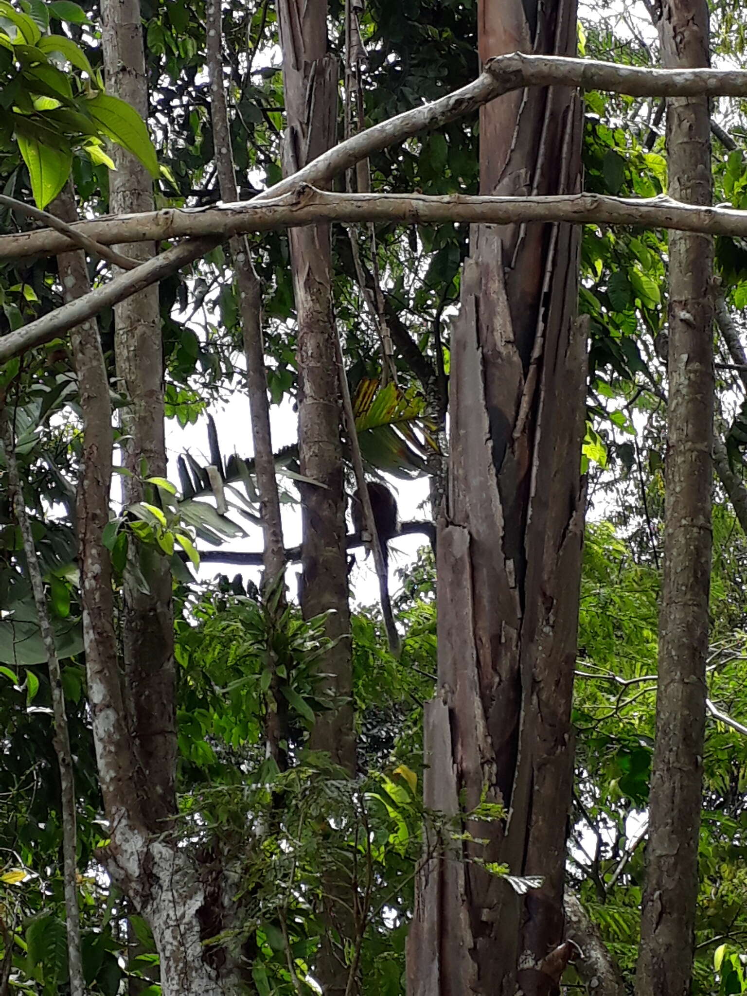 Image of Ornate Titi Monkey