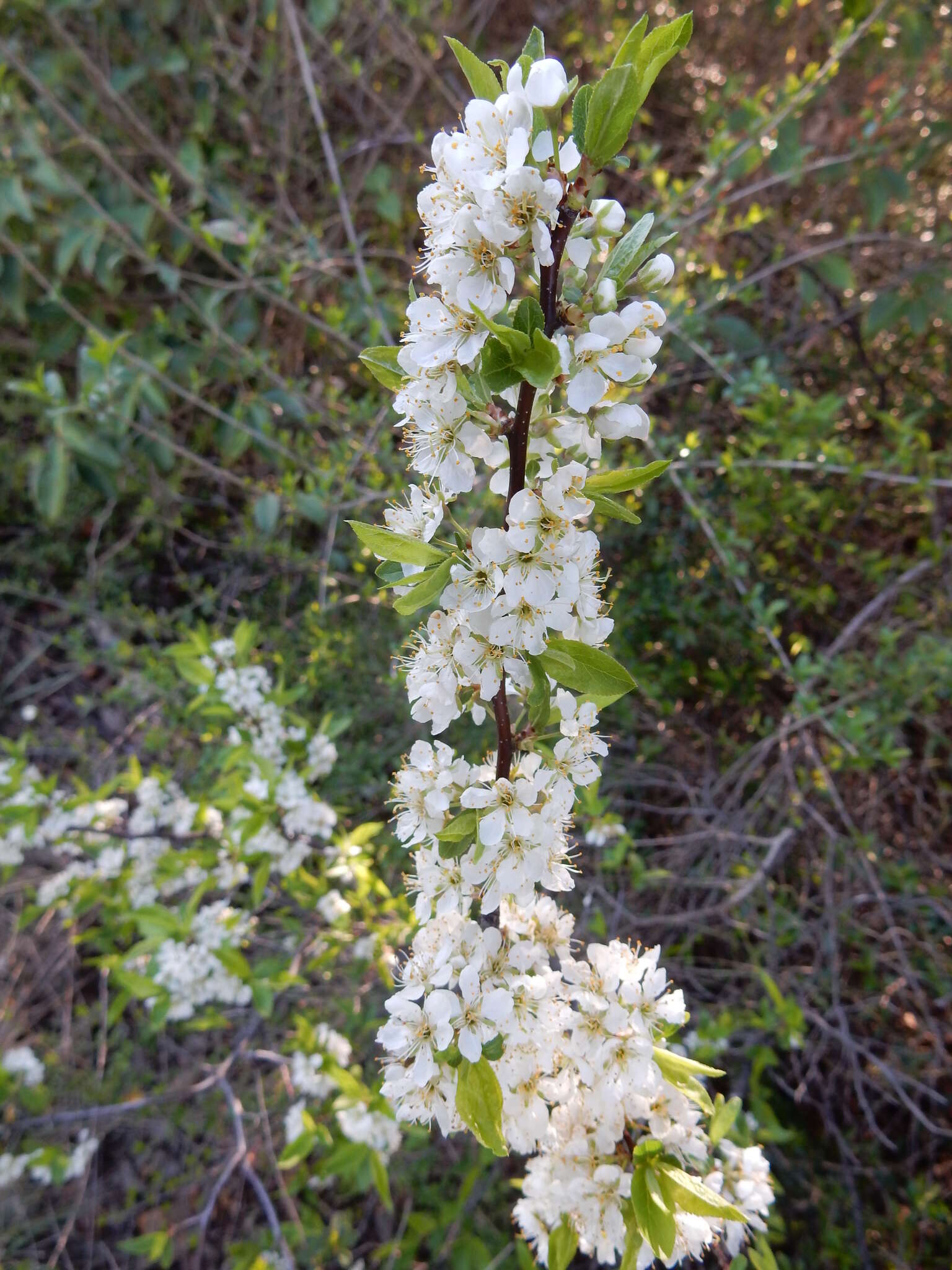 Imagem de Prunus rivularis Scheele