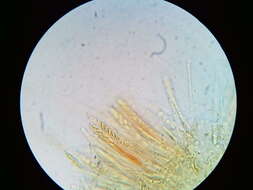 صورة Tapesia lividofusca (Fr.) Rehm 1891