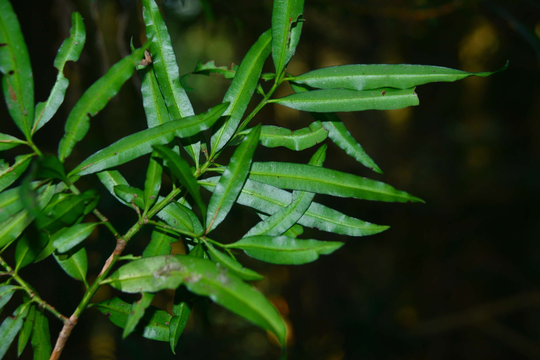 Sivun Podocarpus fasciculus de Laub. kuva