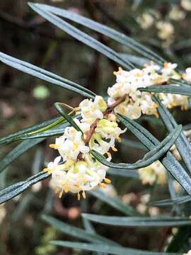 Image of Pimelea axiflora F. Müll.