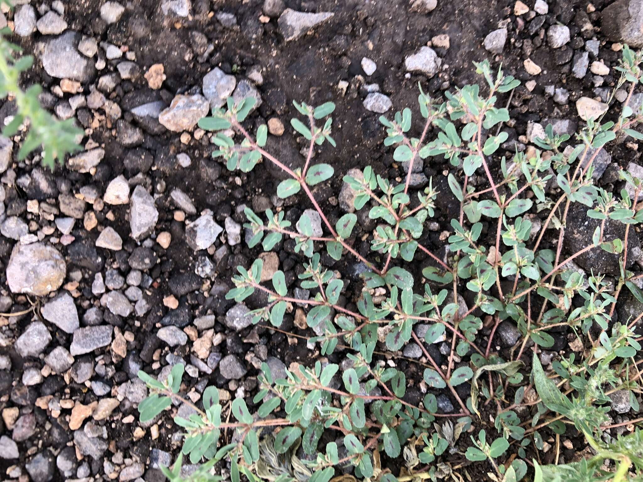 Image of sawtooth sandmat