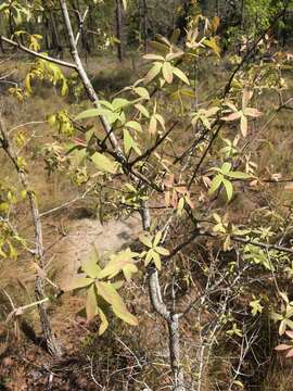 Image of Bluejack Oak